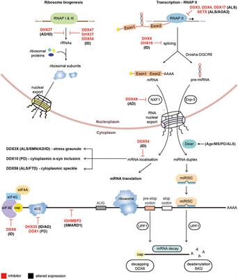 RNA Helicases in Microsatellite Repeat Expansion Disorders and Neurodegeneration